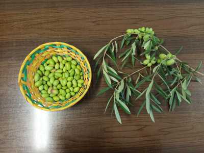 Una cultivar affermatasi nel tempo per la sua straordinaria adattabilit� al clima e al territorio, per l�elevata resa...(foto della pagina facebook di "Terre di Coratina")